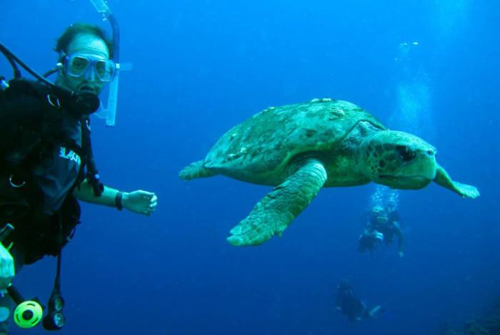 caretta caretta turtle zante